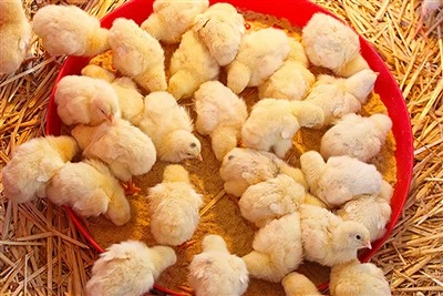 5% Premix Para sa Breeder Broiler Chicks
